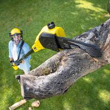 Tree and Shrub Care in Mesquite, NV