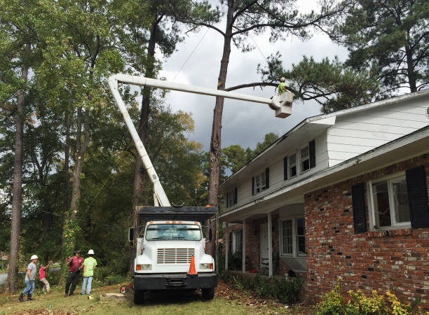 Mesquite, NV Tree Services Company